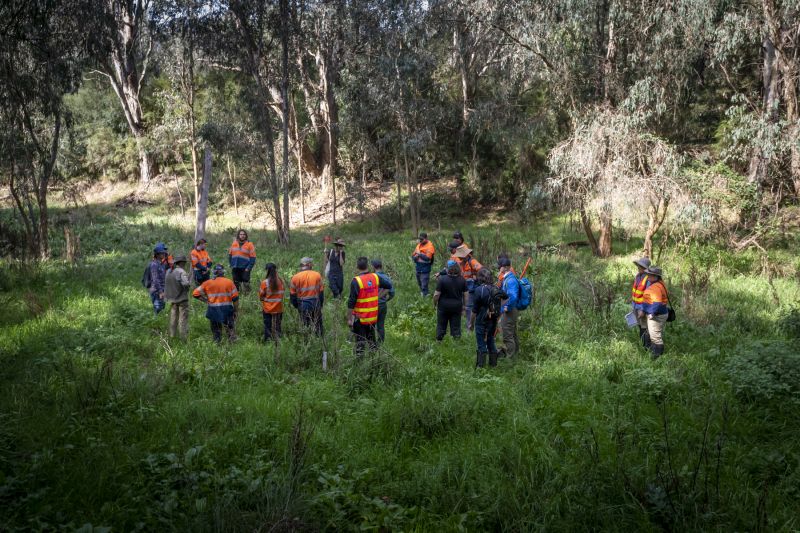 Group of people, most in hi-vis, standing amongst tall grass and plants in Bolin Bolin billabong. You can see eucalyptus trees behind the group, on the bank of the billabong. 
