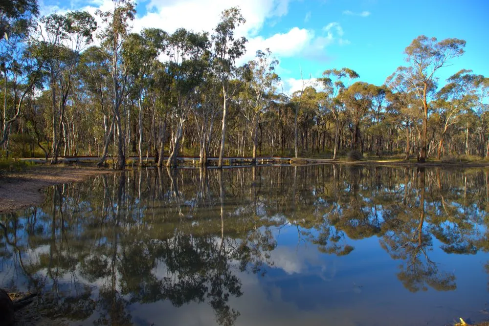 Djaarr country - gum trees lining the edge of a large pond