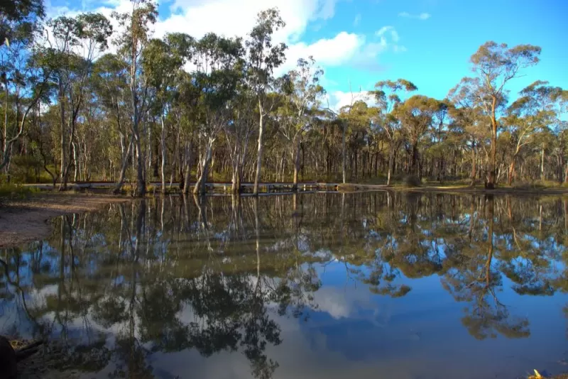 Djaarr country - gum trees lining the edge of a large pond