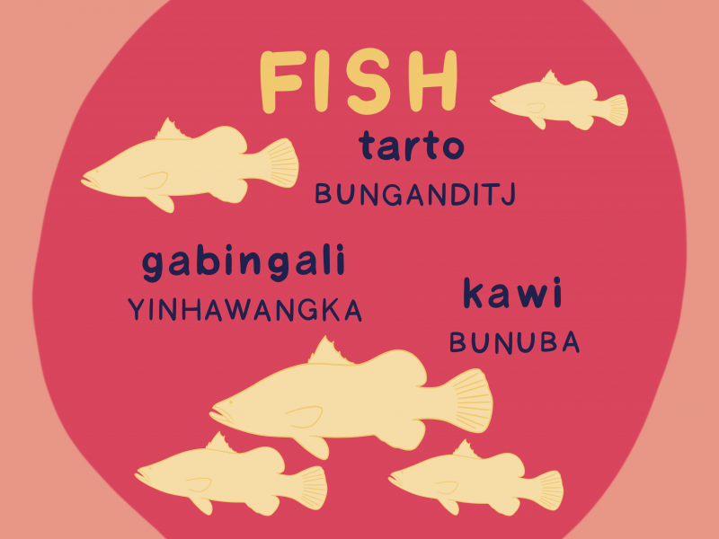 Three words for “Fish”: “tarto” (Bunganditj language), “kawi” (Bunuba language), “gabingali” (Yinhawangka language)