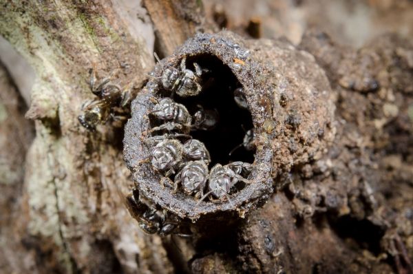Photo of Australian native stingless bees. The bees are in a round cylindrical hive attached to bark.