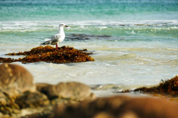 Image is of the beach. A seagull is standing on an outcrop of seaweed that is about the water. 