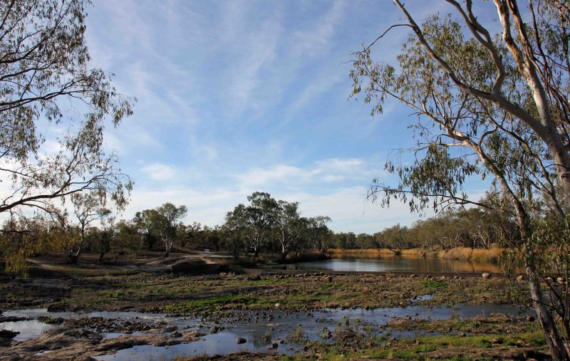 Photo of fish traps in a river at Brewarrina. Dozens of small rocks have been placed in a shallow area of the river.  Eucalyptus trees and yellow grass are growing on the banks of the river.