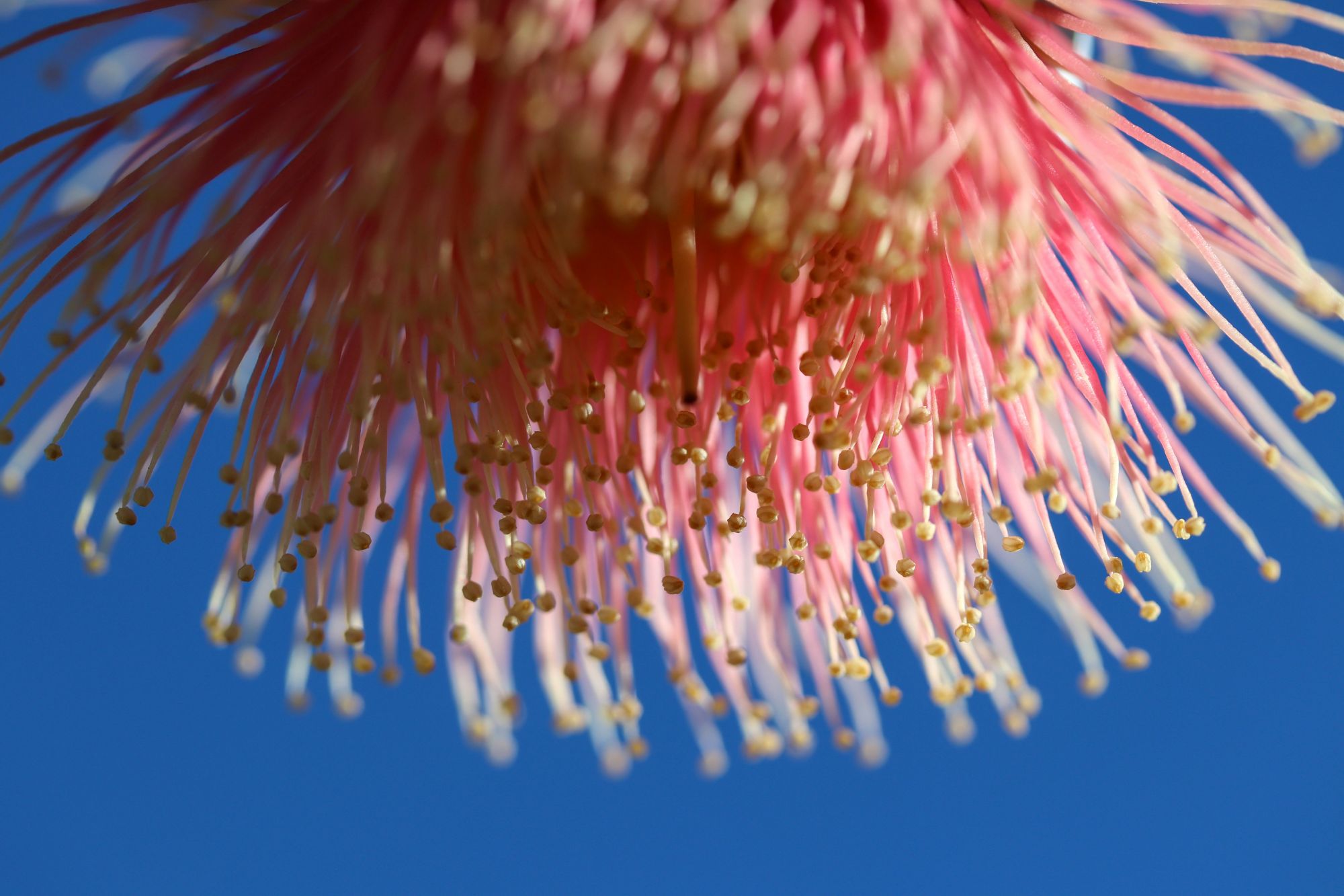 Close up of pink native flower in WA