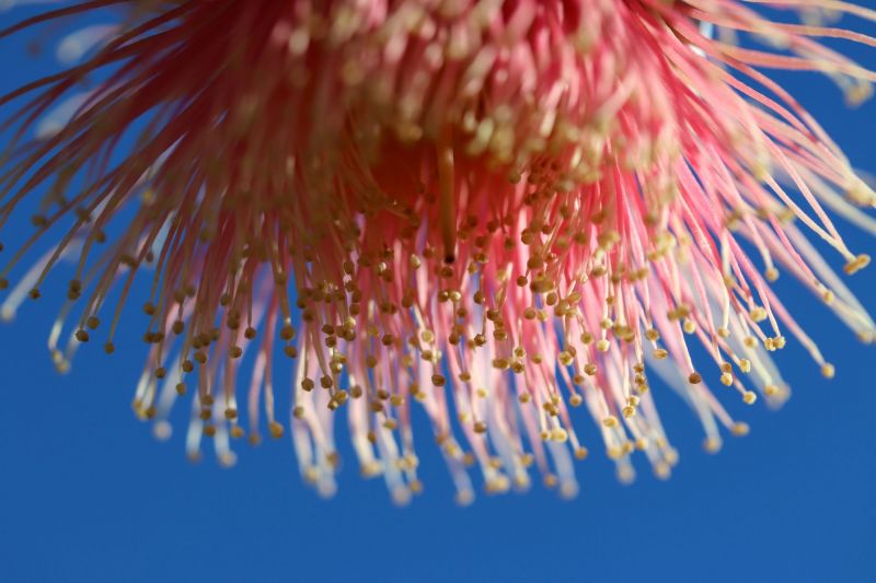 Close up of pink native flower in WA